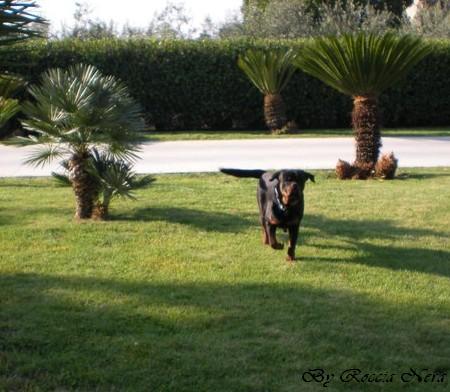 Arko - Roccia Nera